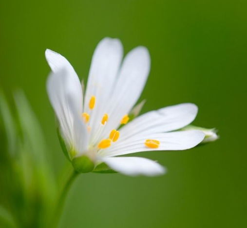 Photo of white flower close up