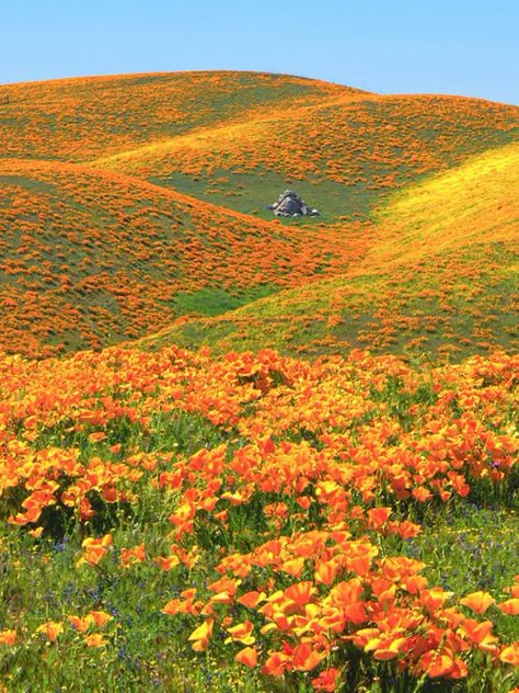 Image of a flower filled hillscape with a rock in the middle